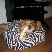 Islandsk fårehund Jaki