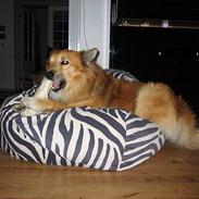 Islandsk fårehund Jaki