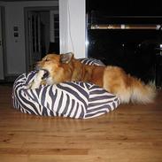 Islandsk fårehund Jaki