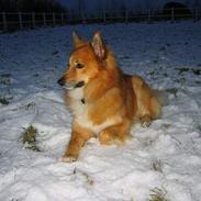 Islandsk fårehund Jaki