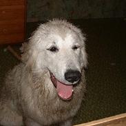 Pyreneerhund Bubbles