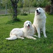 Pyreneerhund Bubbles