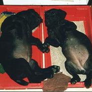 Labrador retriever Mickey