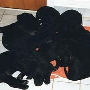 Labrador retriever Mickey