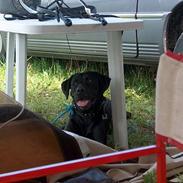 Labrador retriever Mickey