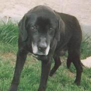 Labrador retriever Teglgaardens Lady *DØD*