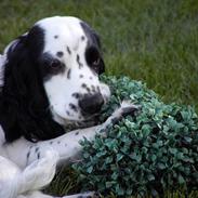 Cocker spaniel musse