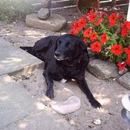 Blanding af racer    Freja