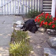 Blanding af racer    Freja