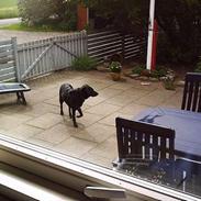 Blanding af racer    Freja