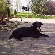 Blanding af racer    Freja