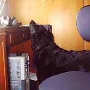 Blanding af racer    Freja