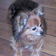 Pomeranian Junior