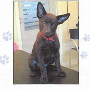 Australsk kelpie Tess