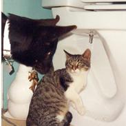 Australsk kelpie Tess