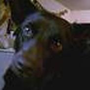 Australsk kelpie Tess