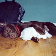 Australsk kelpie Tess