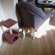 Amerikansk bulldog Max død