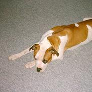 Amerikansk bulldog Max død