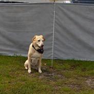Labrador retriever Lady