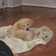 Golden retriever Molly