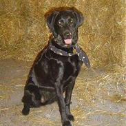 Blanding af racer Molly