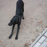 Blanding af racer Molly