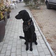 Blanding af racer Molly