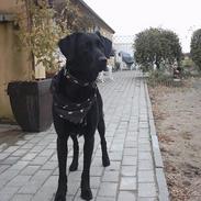 Blanding af racer Molly