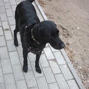 Blanding af racer Molly