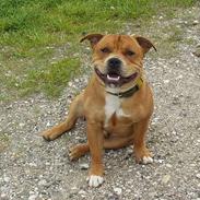 Staffordshire bull terrier ! CH.Cocio--