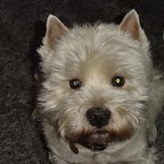 West highland white terrier Sivas