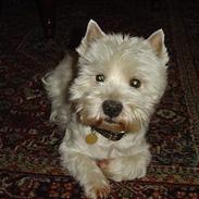 West highland white terrier Sivas