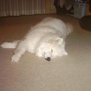 Samojedhund Snuggi !
