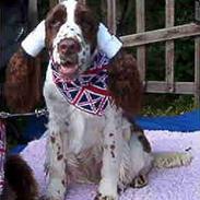 Engelsk springer spaniel Abba