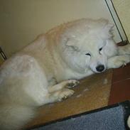 Samojedhund Snuggi !