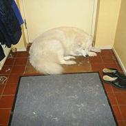 Samojedhund Snuggi !