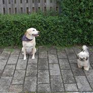Labrador retriever Lady