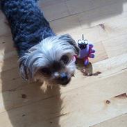 Yorkshire terrier Emma