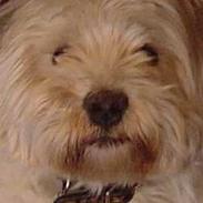 West highland white terrier Sivas