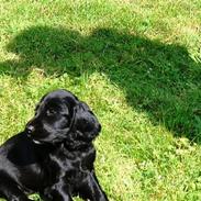 Cocker spaniel Coco Chanel