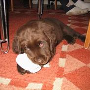 Labrador retriever Zeus