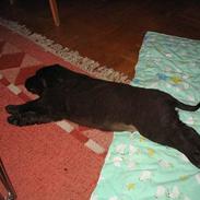 Labrador retriever Zeus