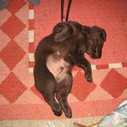 Labrador retriever Zeus
