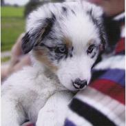 Australian shepherd Katinka