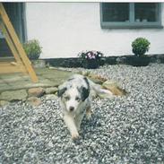 Australian shepherd Katinka