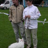 West highland white terrier Sandi