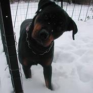 Rottweiler Cæzar