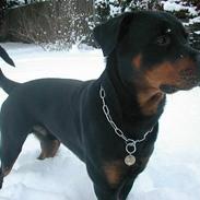 Rottweiler Cæzar