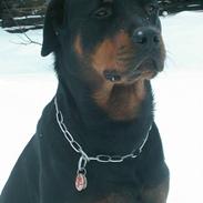 Rottweiler Cæzar